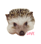 ハリネズミらんど（個別スタンプ：2）
