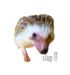 ハリネズミらんど（個別スタンプ：4）