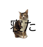 悠Pパイセン（個別スタンプ：1）