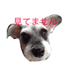 悠Pパイセン（個別スタンプ：4）