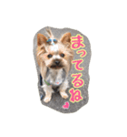 ヨーキーのトッポとトイプードルのチャイ（個別スタンプ：32）