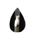 大好きヨーイU^ェ^U（個別スタンプ：4）