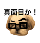 shih tzu -non（個別スタンプ：1）