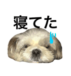 shih tzu -non（個別スタンプ：2）