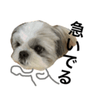 shih tzu -non（個別スタンプ：3）