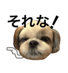 shih tzu -non（個別スタンプ：4）