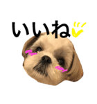 shih tzu -non（個別スタンプ：5）
