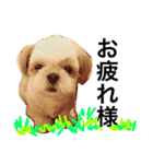 shih tzu -non（個別スタンプ：6）