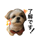 shih tzu -non（個別スタンプ：7）