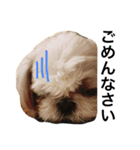shih tzu -non（個別スタンプ：8）