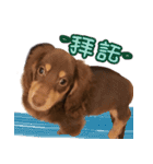 Lion Quotations（個別スタンプ：8）