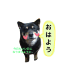 ロックのスタンプ（個別スタンプ：1）