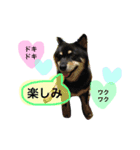 ロックのスタンプ（個別スタンプ：22）