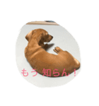ココ ちゃん ライフ（個別スタンプ：3）