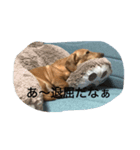 ココ ちゃん ライフ（個別スタンプ：8）