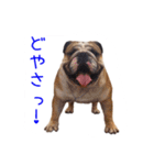 ぶるぶる日和4（個別スタンプ：1）