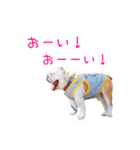 ぶるぶる日和4（個別スタンプ：3）