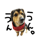 レンくん(犬猫)（個別スタンプ：1）