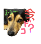 レンくん(犬猫)（個別スタンプ：2）
