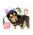レンくん(犬猫)（個別スタンプ：3）