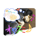 レンくん(犬猫)（個別スタンプ：4）