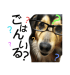 レンくん(犬猫)（個別スタンプ：5）
