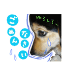レンくん(犬猫)（個別スタンプ：6）