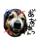 レンくん(犬猫)（個別スタンプ：8）