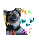 レンくん(犬猫)（個別スタンプ：9）