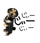 レンくん(犬猫)（個別スタンプ：10）