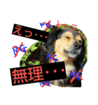 レンくん(犬猫)（個別スタンプ：11）