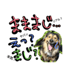 レンくん(犬猫)（個別スタンプ：12）