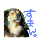 レンくん(犬猫)（個別スタンプ：14）