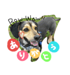 レンくん(犬猫)（個別スタンプ：16）