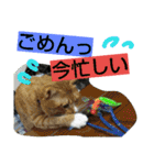 レンくん(犬猫)（個別スタンプ：19）