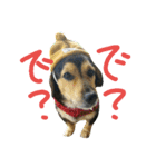 レンくん(犬猫)（個別スタンプ：20）
