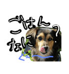 レンくん(犬猫)（個別スタンプ：21）