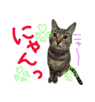 レンくん(犬猫)（個別スタンプ：22）