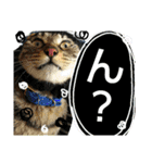 レンくん(犬猫)（個別スタンプ：24）