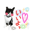 レンくん(犬猫)（個別スタンプ：27）
