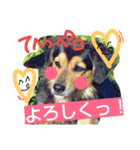 レンくん(犬猫)（個別スタンプ：29）