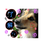 レンくん(犬猫)（個別スタンプ：30）