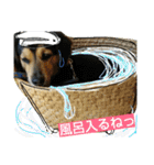 レンくん(犬猫)（個別スタンプ：31）