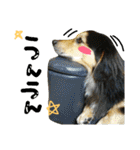 レンくん(犬猫)（個別スタンプ：32）