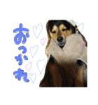 レンくん(犬猫)（個別スタンプ：35）