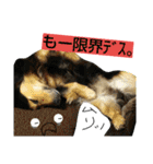 レンくん(犬猫)（個別スタンプ：36）