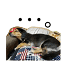 レンくん(犬猫)（個別スタンプ：37）