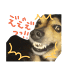 レンくん(犬猫)（個別スタンプ：39）