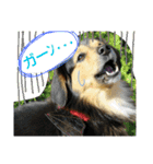 レンくん(犬猫)（個別スタンプ：40）