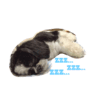 m y   dogs（個別スタンプ：1）